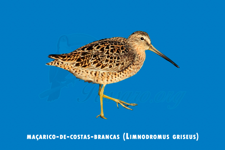 macarico-de-costas-brancas (limnodromus griseus)