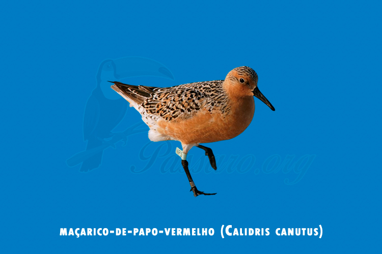macarico-de-papo-vermelho (calidris canutus)