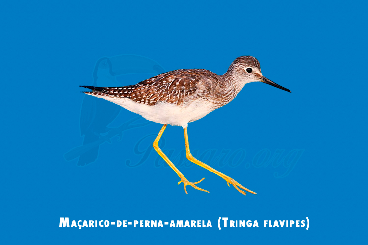 macarico-de-perna-amarela (tringa flavipes)