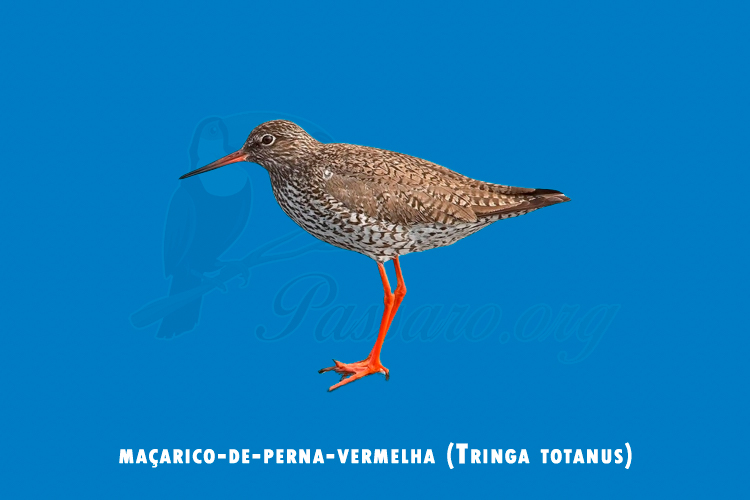 macarico-de-perna-vermelha (tringa totanus)