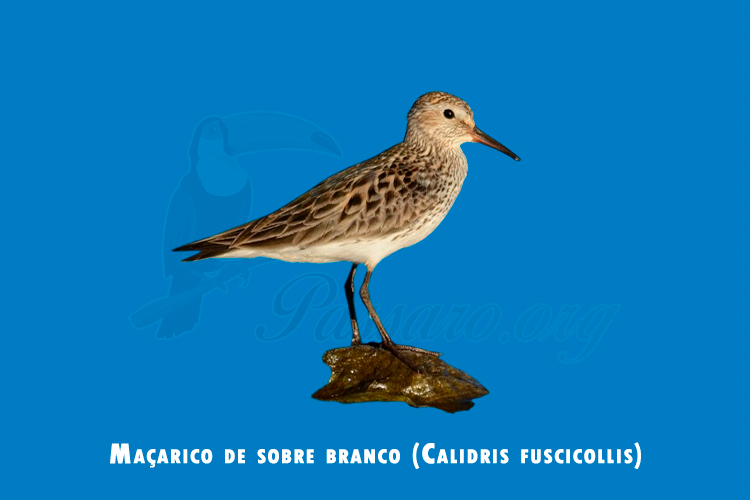 macarico de sobre branco (calidris fuscicollis)