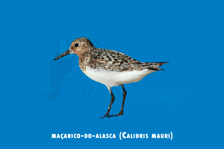 macarico-do-alasca (calidris mauri)