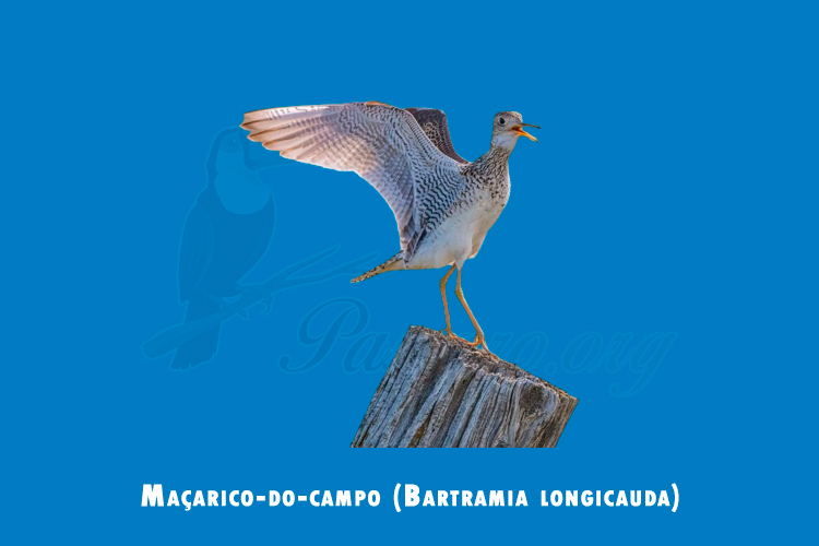 macarico-do-campo (bartramia longicauda)