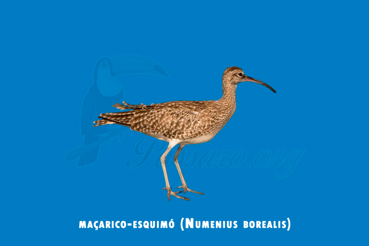 macarico-esquimo (numenius borealis)