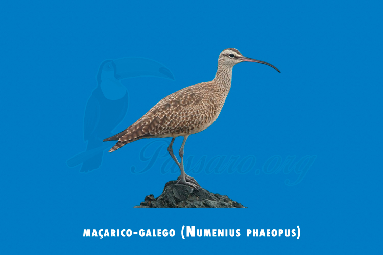 macarico-galego (numenius phaeopus)