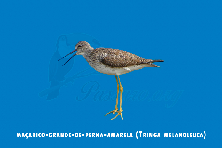 macarico-grande-de-perna-amarela (tringa melanoleuca)