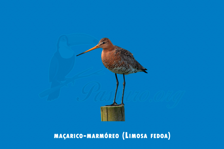 macarico-marmoreo (limosa fedoa)