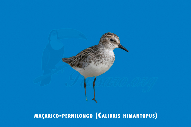 macarico-pernilongo (calidris himantopus)