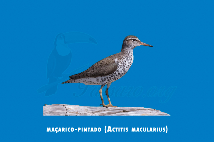 macarico-pintado (actitis macularius)