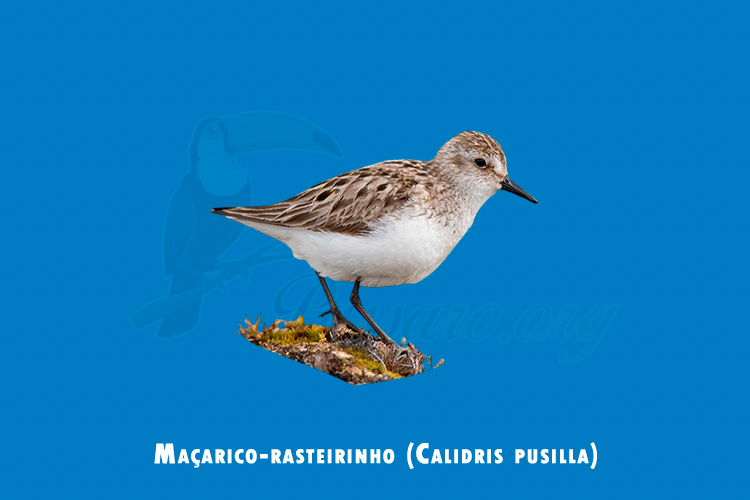 macarico-rasteirinho (calidris pusilla)