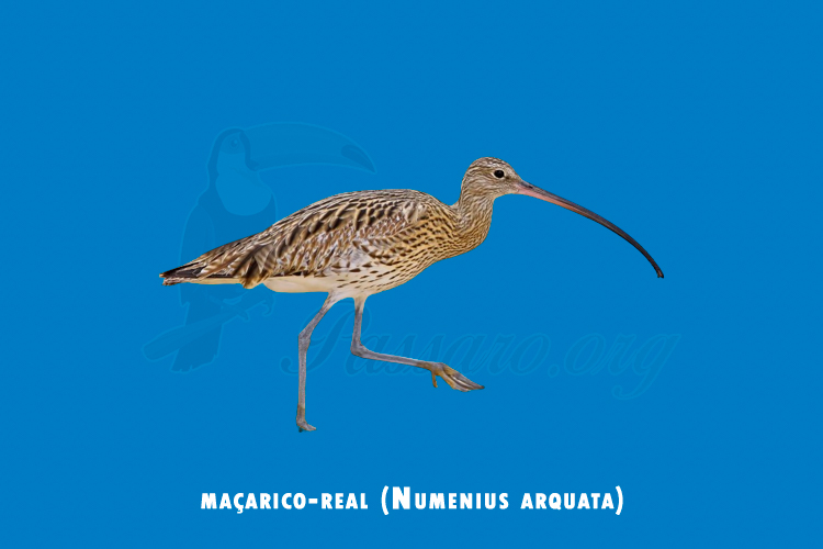 macarico-real (numenius arquata)