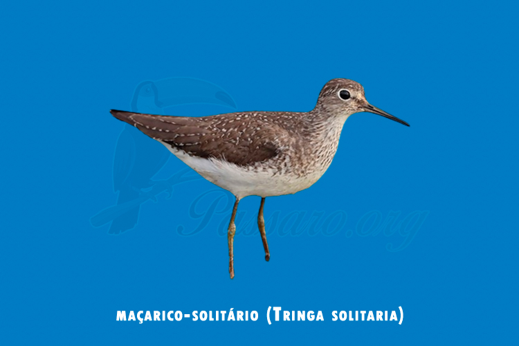 macarico-solitario (tringa solitaria)