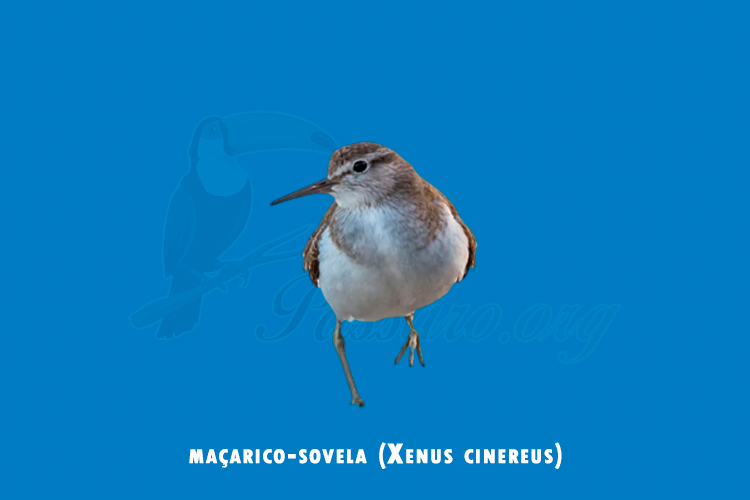 macarico-sovela (xenus cinereus)