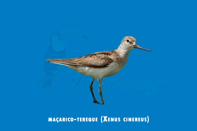 macarico-tereque (xenus cinereus)