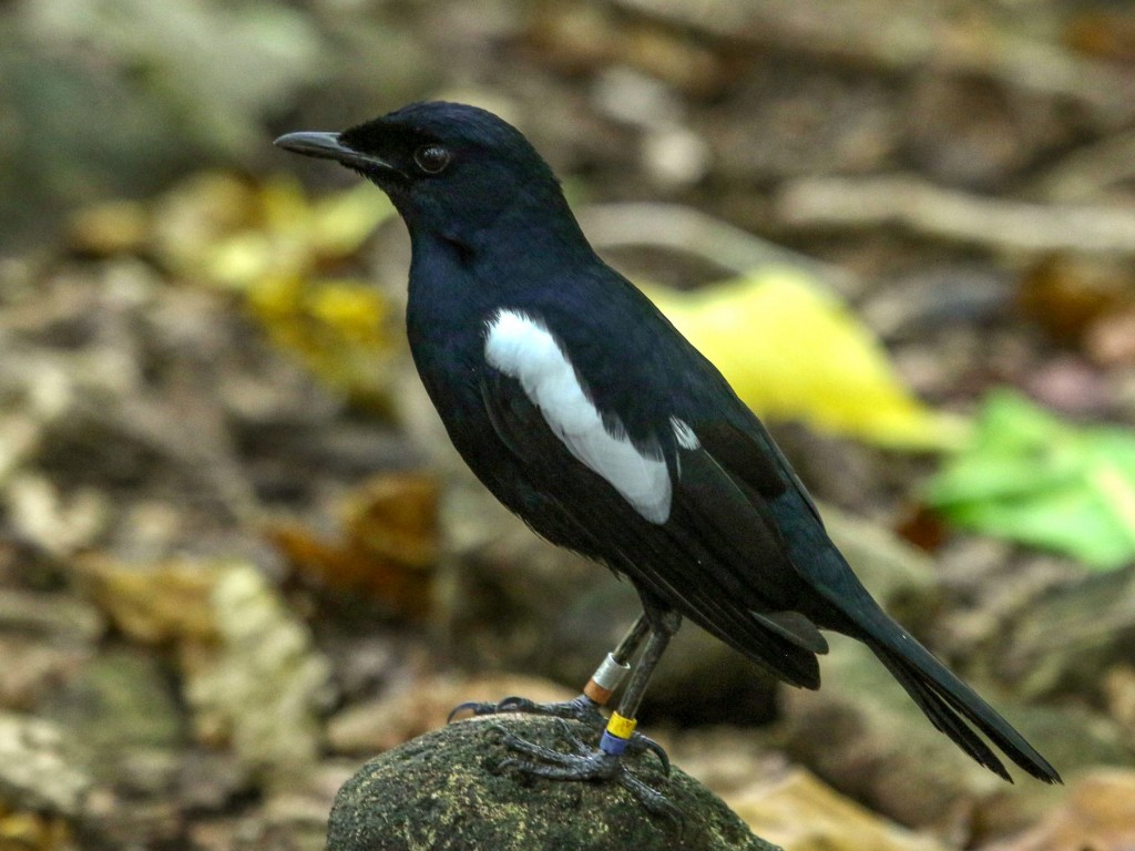 magpie-robin das Seychelles