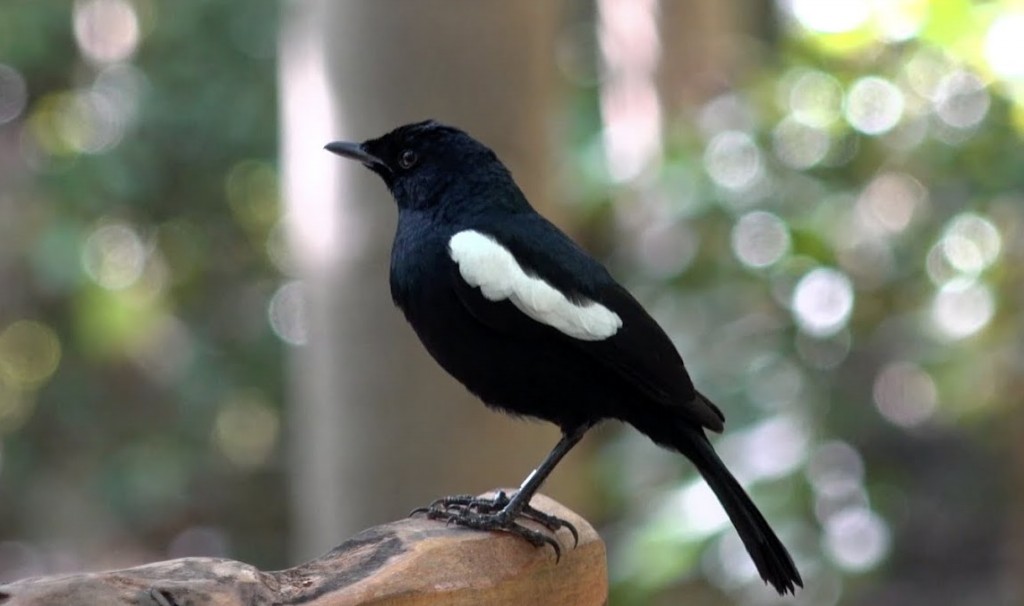 magpie-robin das seychelles