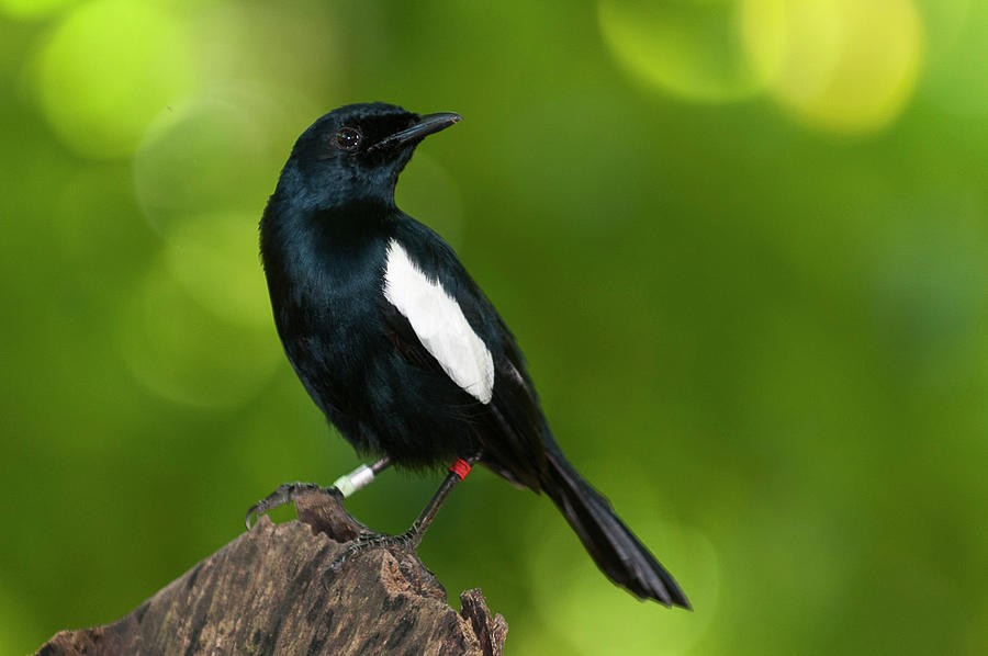 magpie-robin das seychelles 