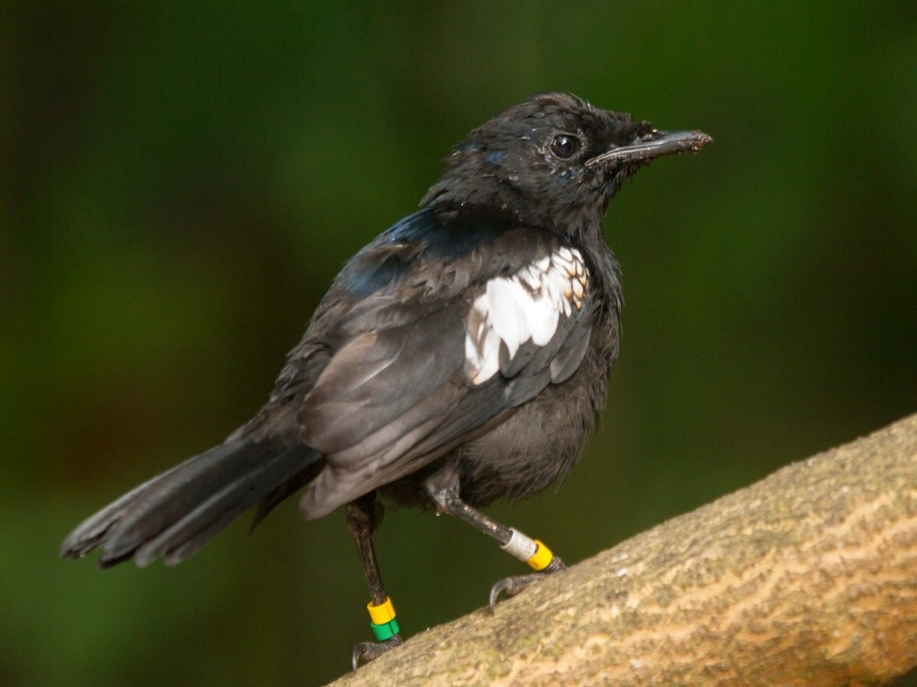 magpie-robin das seychelles (3)