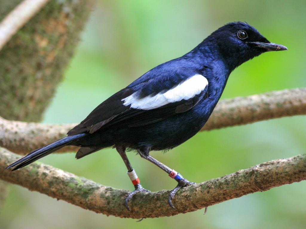 magpie-robin das seychelles