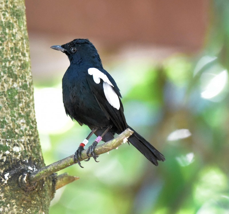 magpie-robin das seychelles