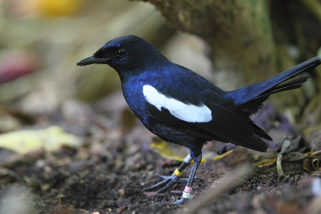 magpie-robin das seychelles