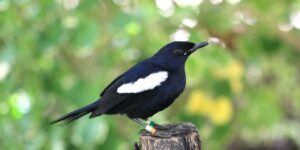 magpie-robin das seychelles