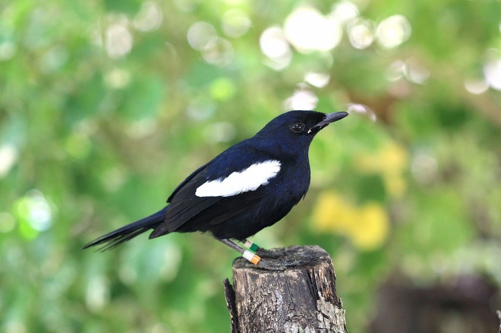 magpie-robin das seychelles