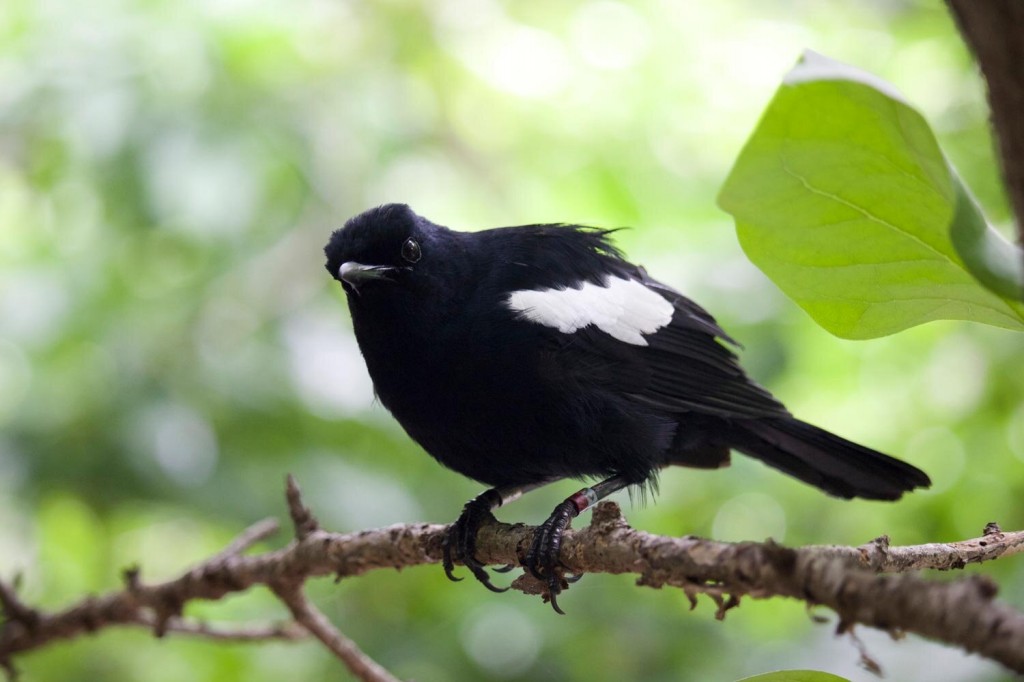 magpie-robin das seychelles