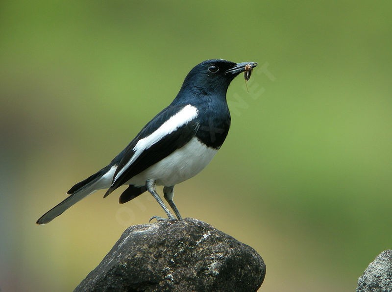 magpie-robin oriental