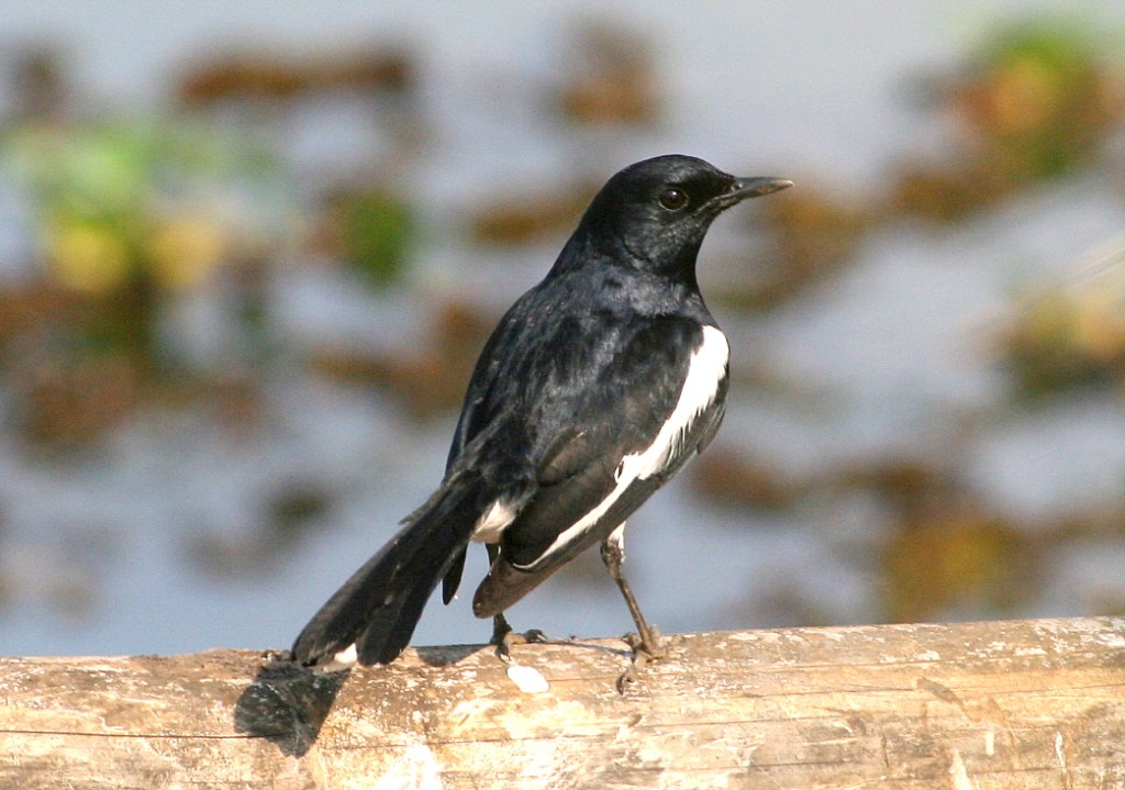 magpie-robin oriental (2)