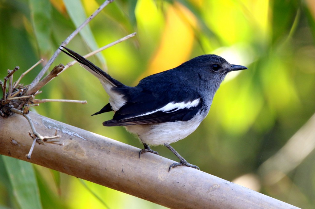 magpie-robin oriental