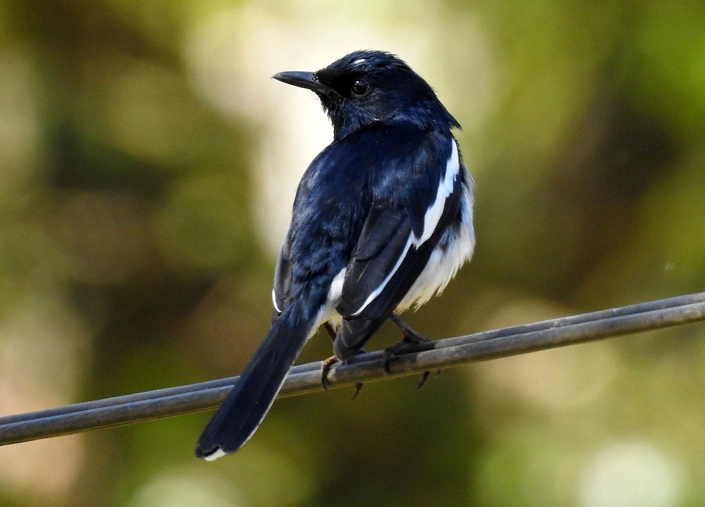 magpie-robin oriental