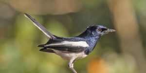 magpie-robin oriental