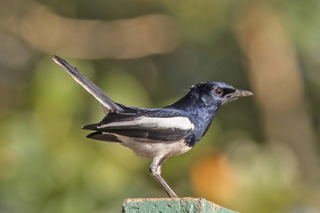 magpie-robin oriental