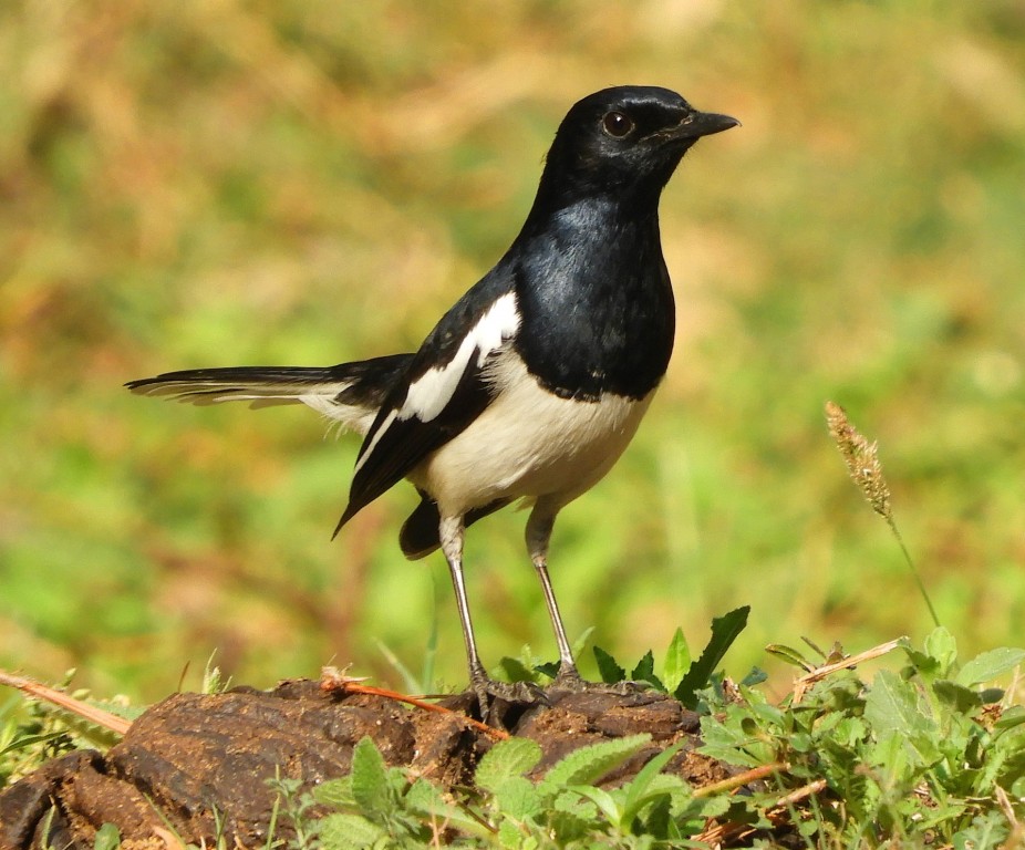 magpie-robin oriental