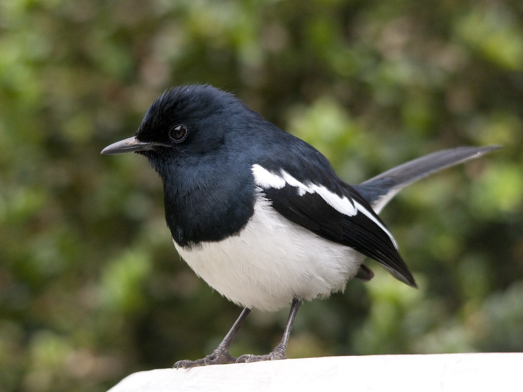 magpie-robin oriental