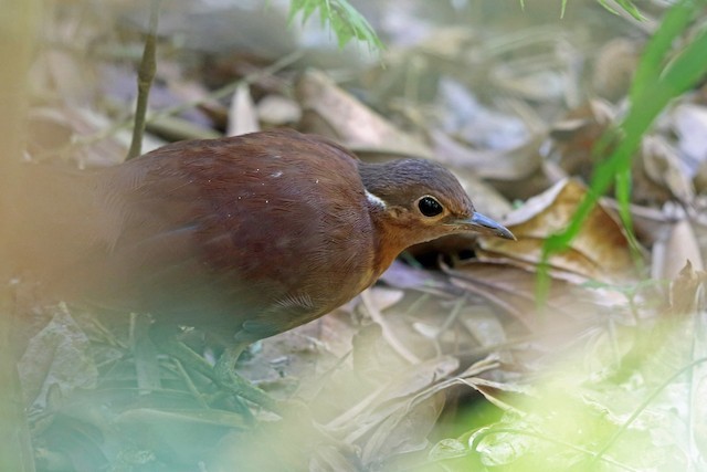 mesite marrom (mesitornis unicolor )