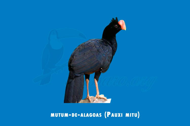 mutum-de-alagoas (Pauxi mitu)