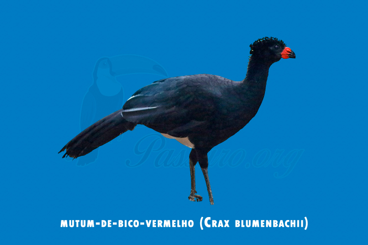 mutum-de-bico-vermelho (Crax blumenbachii)
