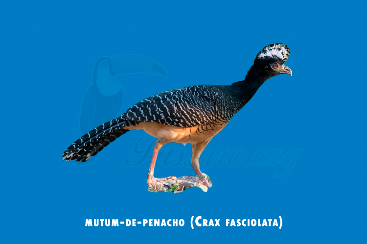 mutum-de-penacho (Crax fasciolata)