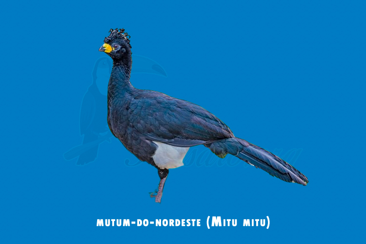 mutum-do-nordeste (Mitu mitu)