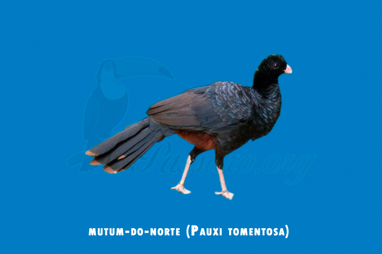 mutum-do-norte (Pauxi tomentosa) 