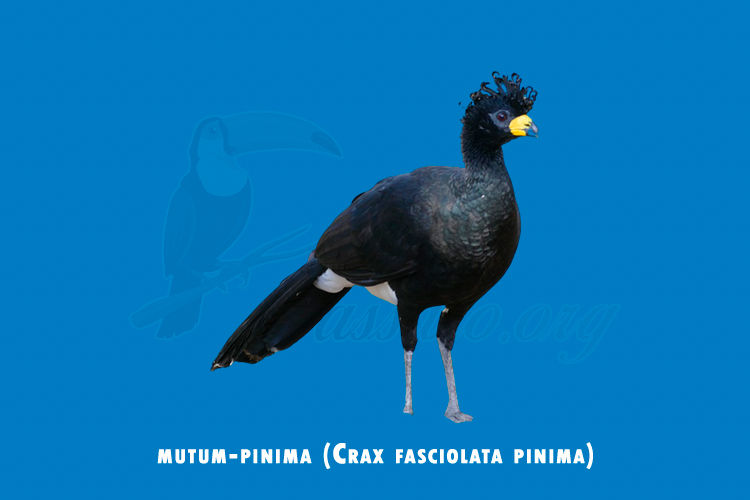 mutum-pinima (Crax fasciolata pinima)