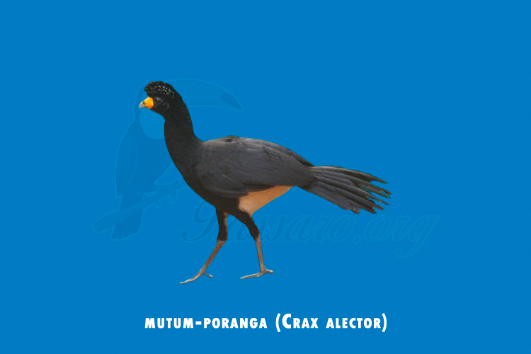 mutum-poranga (Crax alector)