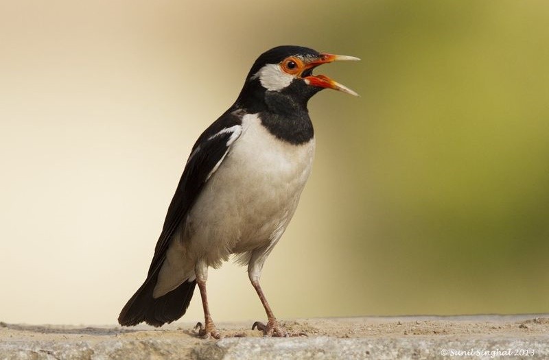myna pied indiano