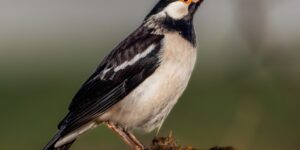 myna pied indiano