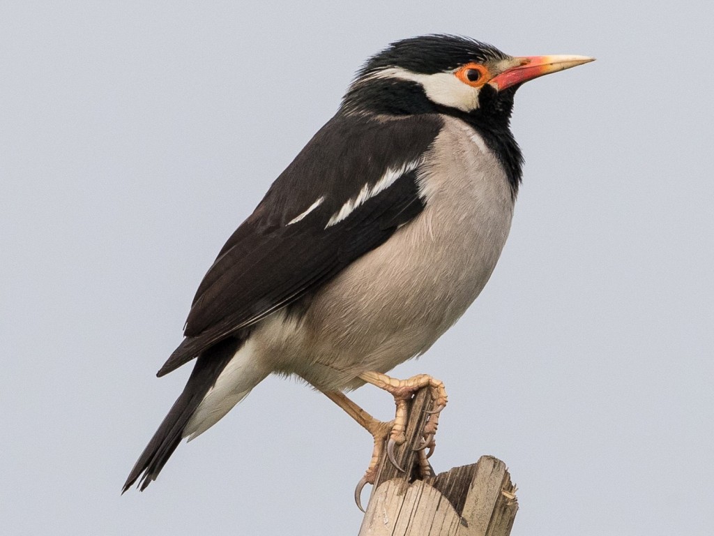 myna pied indiano