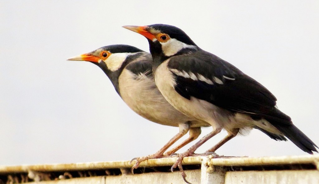 myna pied indiano