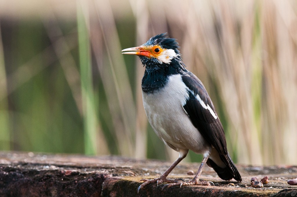 myna pied indiano