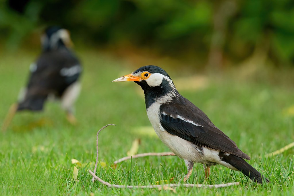 myna pied indiano